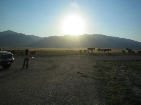 1990 Ford Bronco - person stands beside a vehicle watching horses cross a dirt road as the sun sets behind mountains.