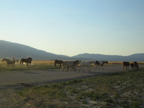 1990 Ford Bronco - line of horses walks across a paved road in a wide arid valley with low mountains at dusk.