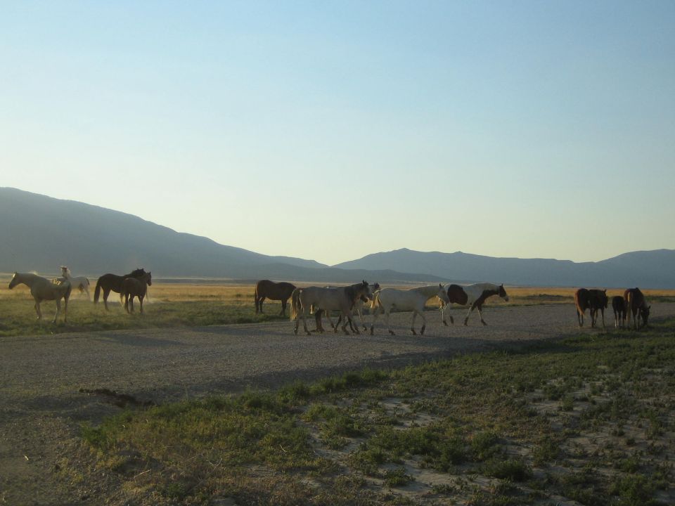 group of horses walking across a paved road in an open valley at dusk