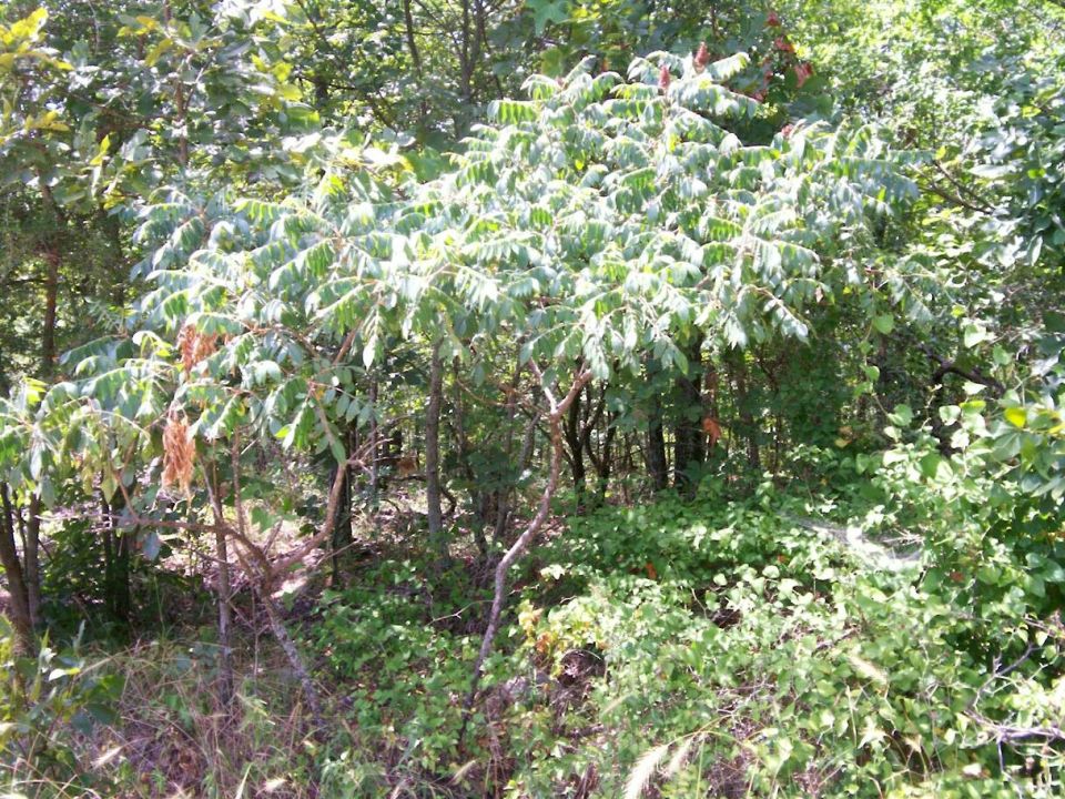 Doe hidden in foliage at Superlift OHV