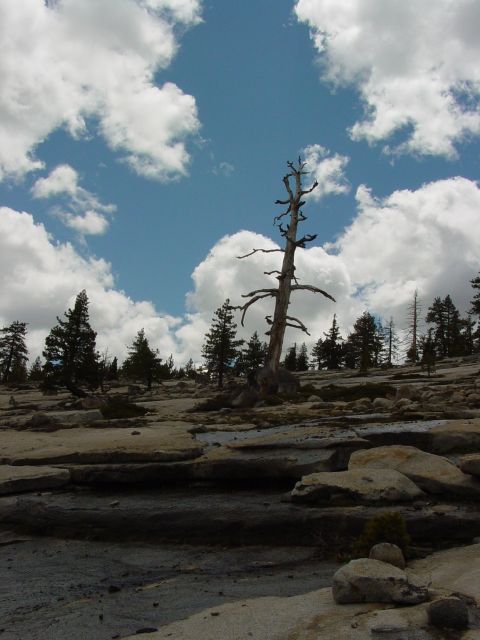 1986 Ford Bronco - A solitary dead tree stands on a rocky, uneven terrain with scattered pine trees and a bright blue sky filled with white clouds.