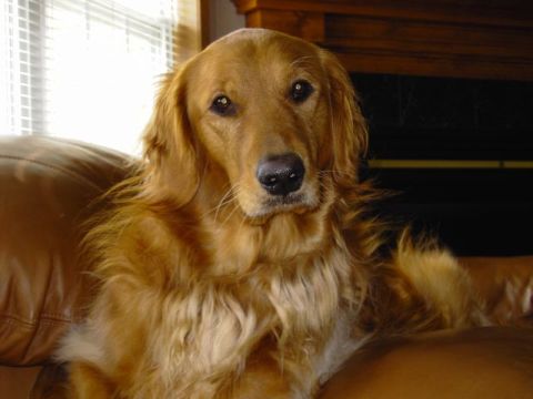 1991 Ford Bronco - A golden retriever rests on a brown leather couch, with a watermark for Supermotors.net visible.