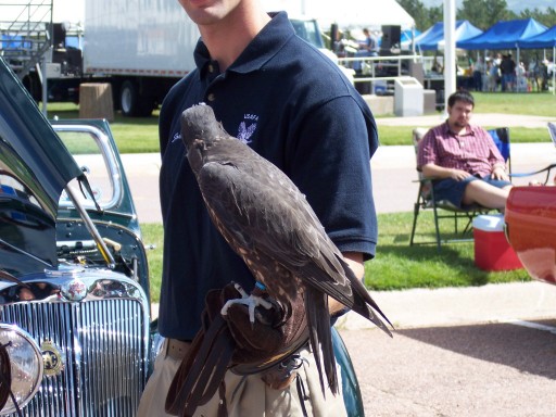 Handler holding a hooded falcon on a gauntlet beside a vintage car at an outdoor event