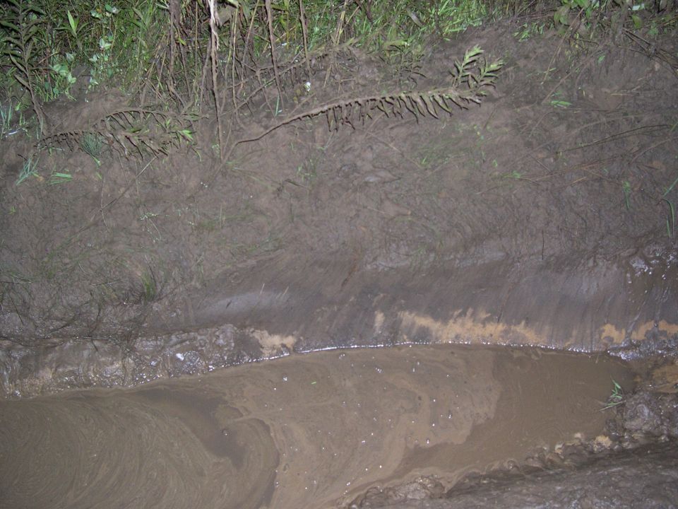 Muddy eroded creek bank with water and overhanging grass and roots