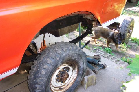 1978 Ford Bronco - The rear section of an orange vehicle is supported by cinder blocks and jacks, with a dog nearby.
