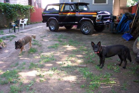 1978 Ford Bronco - A black 1978 Ford Bronco with distinctive orange and yellow side stripes is parked in a yard with two dogs.