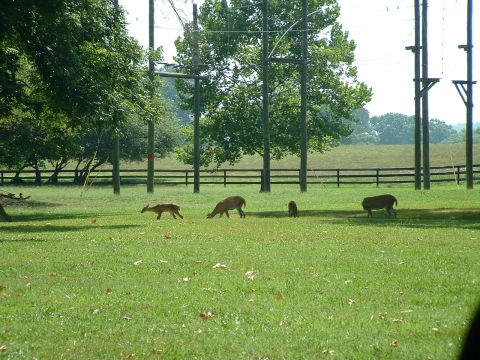 1995 Ford Bronco - A group of deer and a pig graze in a sunlit field, with trees and power lines in the background.