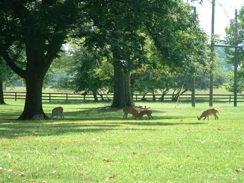 1995 Ford Bronco - Deer graze peacefully in a sun-dappled field bordered by trees and a wooden fence.