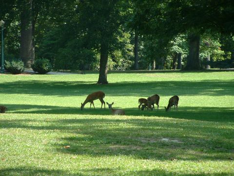 1995 Ford Bronco - A group of deer are seen grazing peacefully in a sun-dappled park setting.