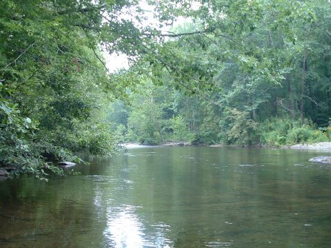 1995 Ford Bronco - A tranquil river scene with dense trees lining the banks, suggesting a peaceful natural setting.