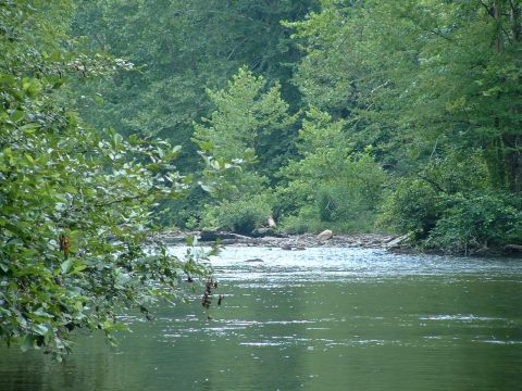 1995 Ford Bronco - Water flows past a rocky bank lined with lush green trees.