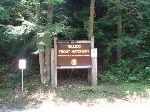 1995 Ford Bronco - A sign marks the entrance to the Tellico Trout Hatchery, surrounded by trees and foliage.