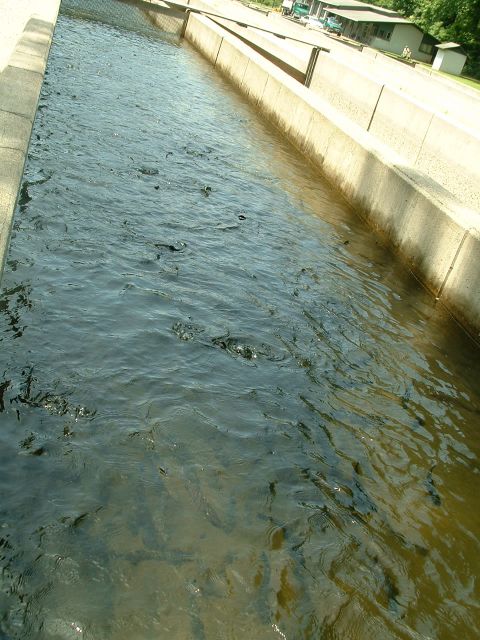 1995 Ford Bronco - A concrete channel filled with many fish swimming in the water.