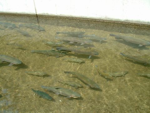 1995 Ford Bronco - A school of fish are visible in a man-made pond or enclosure.