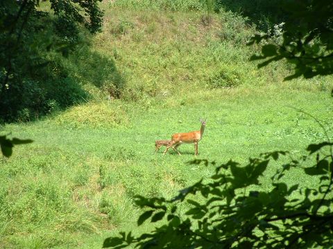 1995 Ford Bronco - A doe and her fawn graze in a sunlit meadow, partially obscured by foreground leaves.