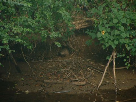 1995 Ford Bronco - An animal is visible in its burrow, amongst branches and foliage near the water's edge.