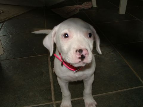 1995 Ford Bronco - A white puppy with distinctive black markings on its nose wears a pink collar.