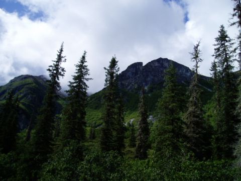 2000 Ford E350 - A scenic view of a mountain range covered in green foliage and surrounded by tall evergreen trees under a cloudy sky.