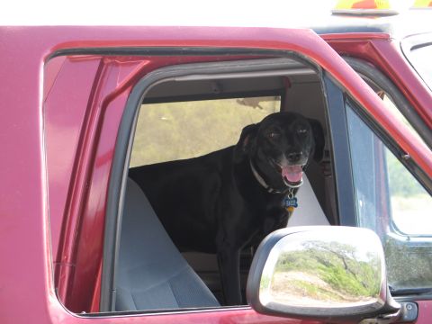 1995 Ford Bronco - A black dog with a collar and tag sits in the driver's seat of a red vehicle.