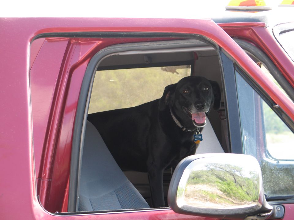 Black dog in driver's seat of red truck, looking out window