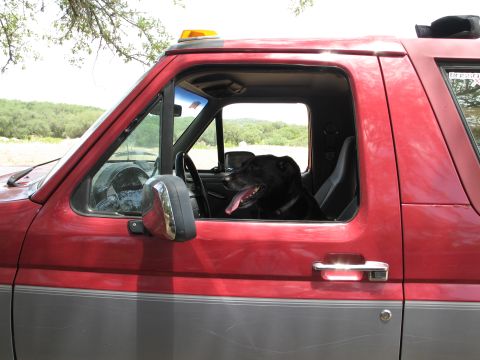 1995 Ford Bronco - Side view of a red and gray truck with a black dog in the driver's seat, showing a yellow light on the roof.
