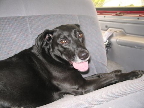 1995 Ford Bronco - A black dog relaxes in the rear of a vehicle, looking towards the camera.