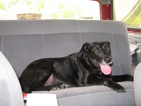 1995 Ford Bronco - A black dog is lying down on the rear seat of a vehicle, with its tongue out.