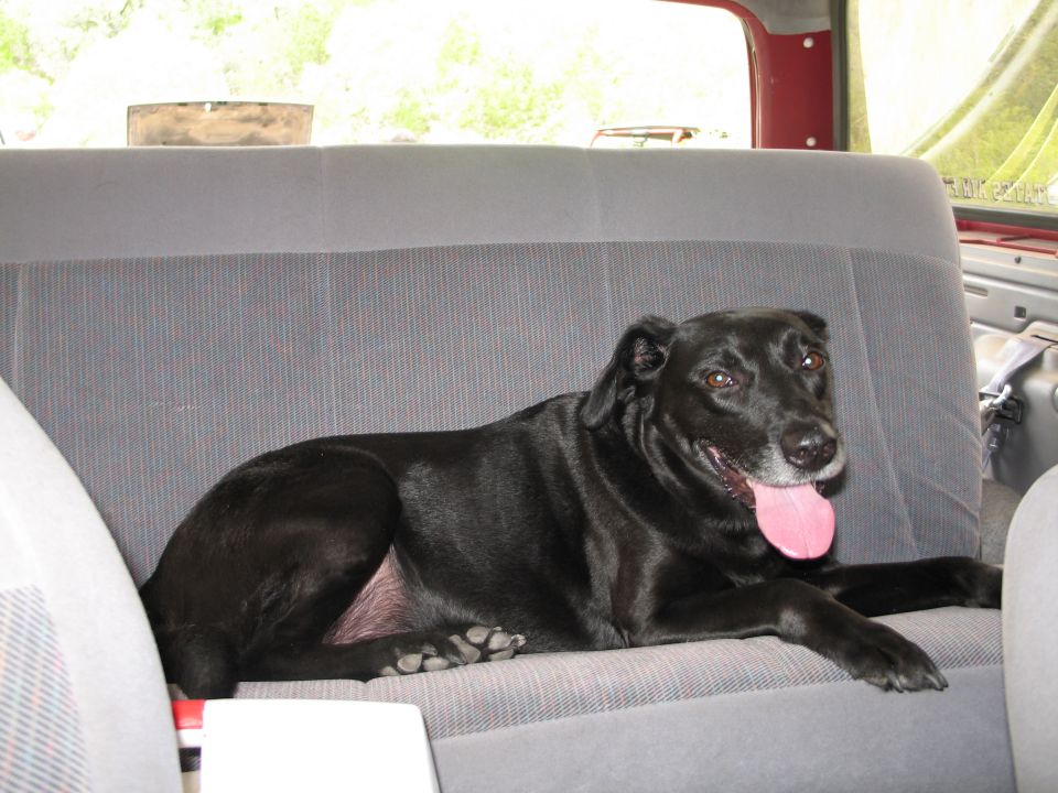 Black dog resting on the back seat of a vehicle