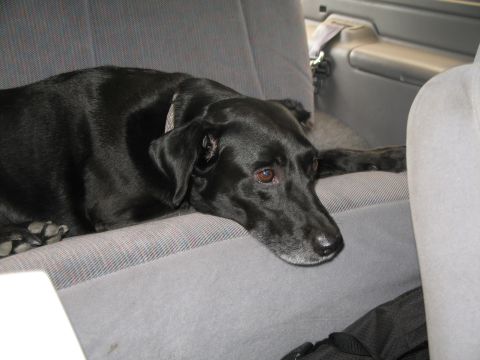 1995 Ford Bronco - A black dog rests its head on the seat of a vehicle, looking out.