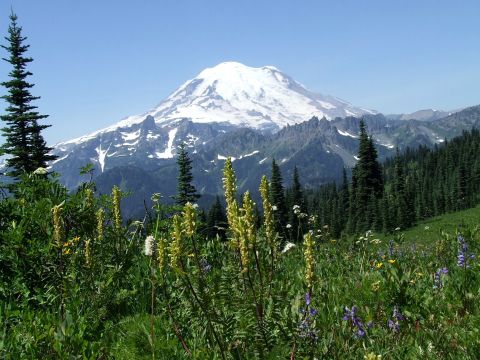 1979 Ford Bronco - A scenic view of a snow-covered mountain peak rises above a lush green forest and a meadow filled with wildflowers.