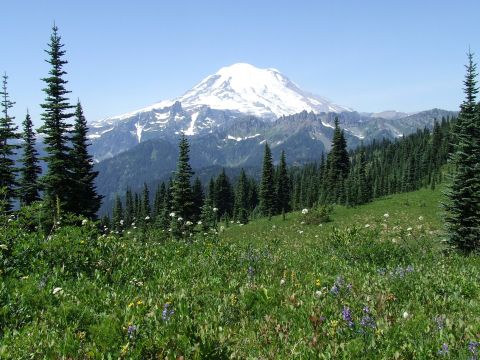 1979 Ford Bronco - A scenic view of a snow-capped mountain peak surrounded by lush green forests and a meadow dotted with wildflowers.