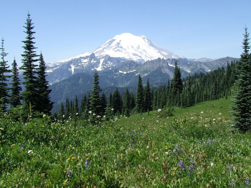 Mountain landscape with wildflowers and pine trees under a clear blue sky