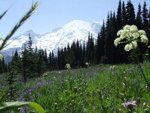 1979 Ford Bronco - Mountain landscape with wildflowers and pine trees under a clear blue sky.