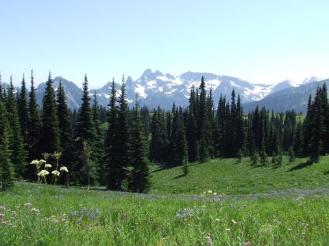 1979 Ford Bronco - A scenic view of a mountain range with snow-capped peaks, surrounded by evergreen trees and a field of wildflowers.