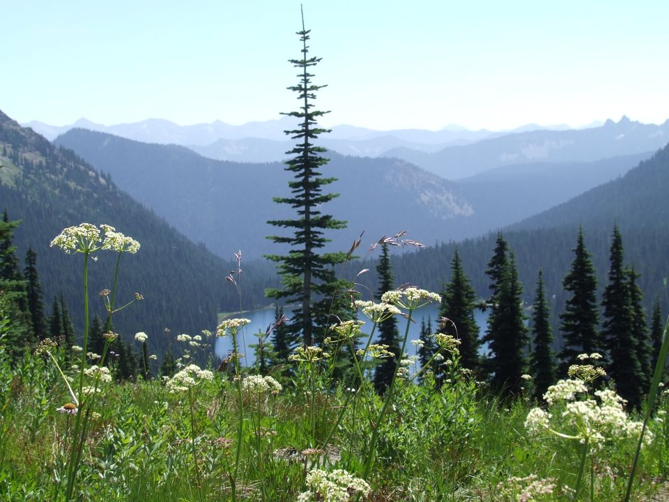 Mountain landscape with a lake, tall evergreen trees, and wildflowers in the foreground