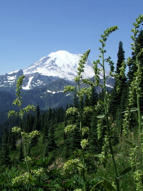1979 Ford Bronco - Mountain landscape with wildflowers in the foreground and a snow-covered peak in the background.