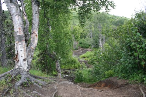 2004 Jeep TJ - A muddy trail cuts through a dense forest with birch trees in the foreground.