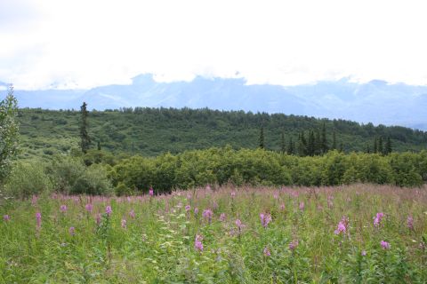 2004 Jeep TJ - A scenic view of a meadow filled with purple wildflowers, backed by a dense forest and distant mountains under a cloudy sky.