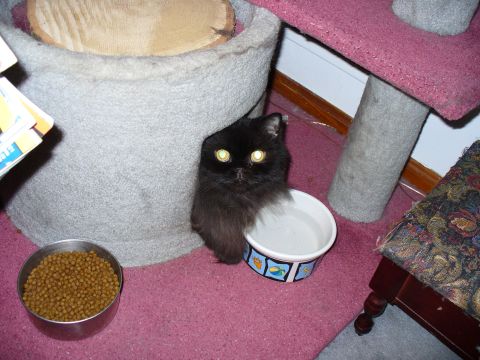 1991 Ford Probe - Long-haired black cat sitting on pink carpet between a carpeted cat tree and its bowls, with a stainless dish of dry kibble and a decorated…