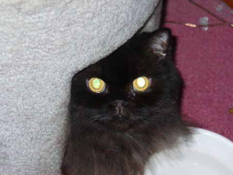 1991 Ford Probe - Close-up of a long-haired black cat with strongly eye-shined yellow-green eyes peering out from behind a cream fleece pet bed, with a white…