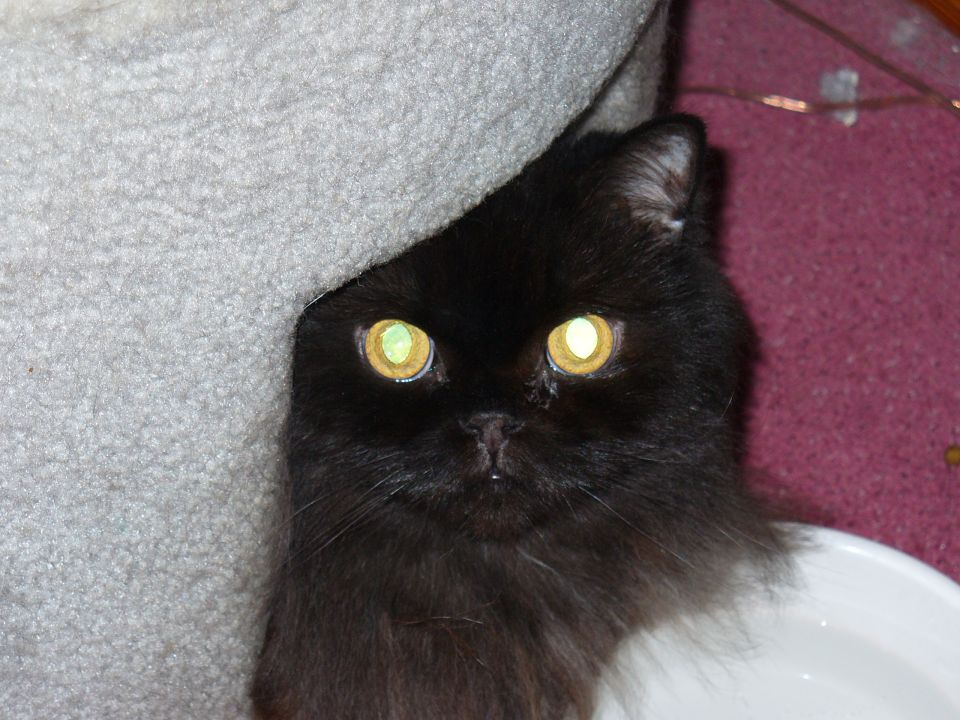 Close-up of a black long-haired cat with glowing eyes beside a cream fleece pet bed