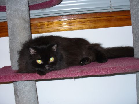1991 Ford Probe - Long-haired black cat with reflective green eyes lying on the pink carpeted shelf of a cat tree beside a window with wooden trim and white…