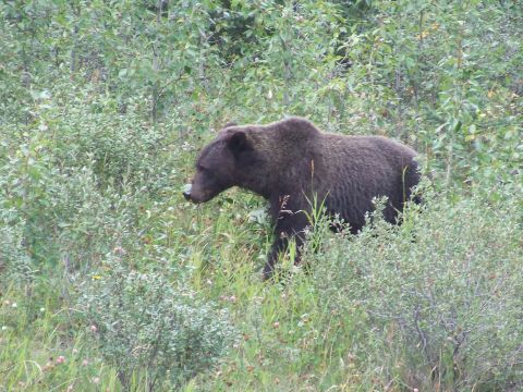 1988 Ford Bronco - A grizzly bear is seen walking through dense foliage and vegetation.