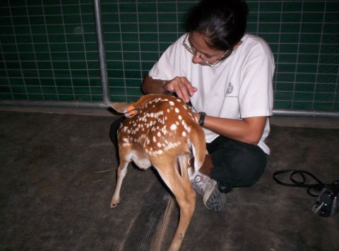 1986 Ford Bronco - A fawn with distinctive white spots is being examined by a person in a fenced enclosure.
