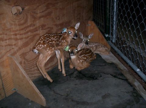 1986 Ford Bronco - Several young deer are housed together in a pen, some with identification tags.