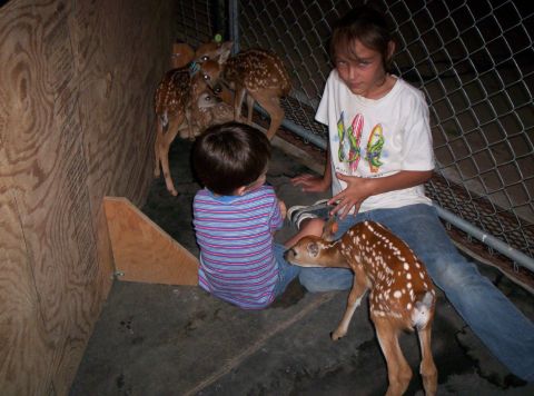 1986 Ford Bronco - Children interact with fawns in an enclosure at Santa Maria Ranch.