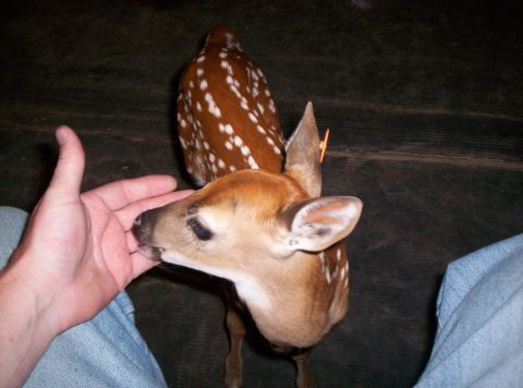 1986 Ford Bronco - A person is feeding a young fawn by hand.