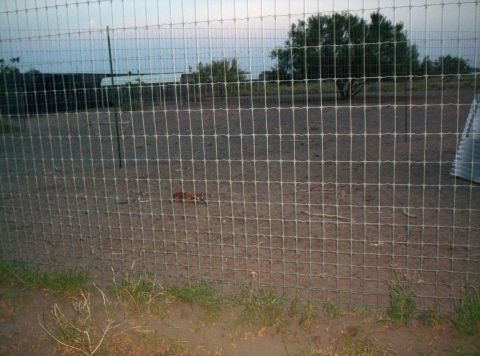 1986 Ford Bronco - Wire fence obscures a view of a rural landscape with trees and a building in the distance.