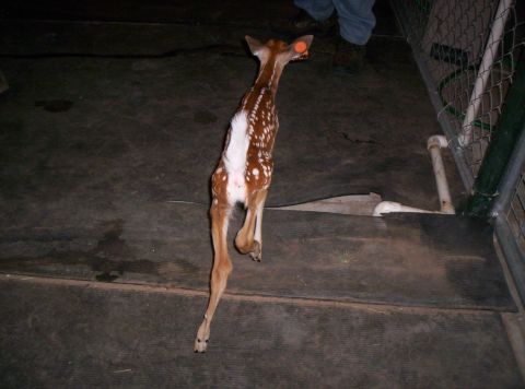 1986 Ford Bronco - A young deer with white spots stands on a dark mat, possibly in an enclosure.
