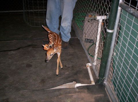 1986 Ford Bronco - A young fawn with spots and an orange ear tag stands near a fence, held by a person.